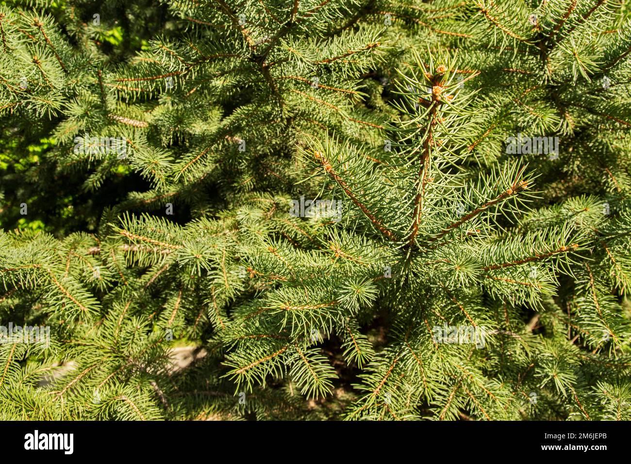 L'albero di abete rosso lascia closeup come sfondo floreale sempreverde Foto Stock