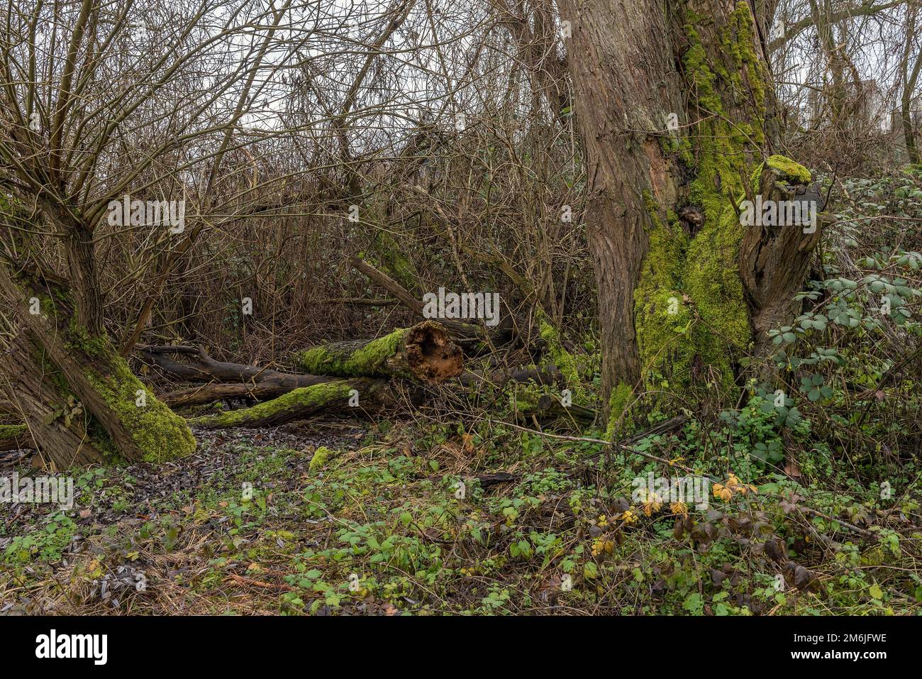 Albero marcio con legno morto al basso fiume meno, Germania Foto Stock