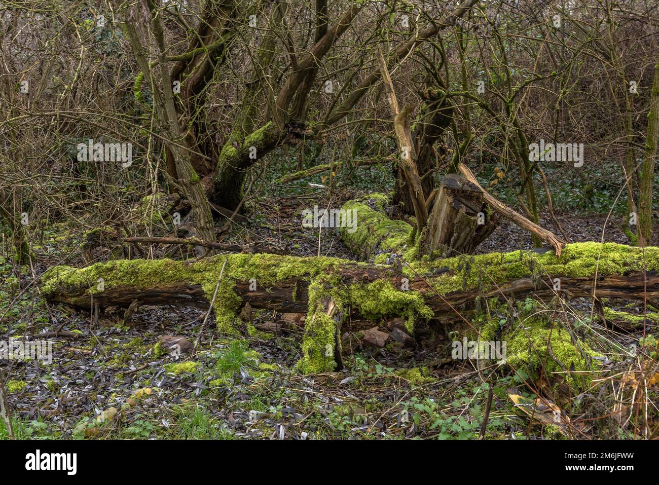 Albero marcio con legno morto al basso fiume meno, Germania Foto Stock