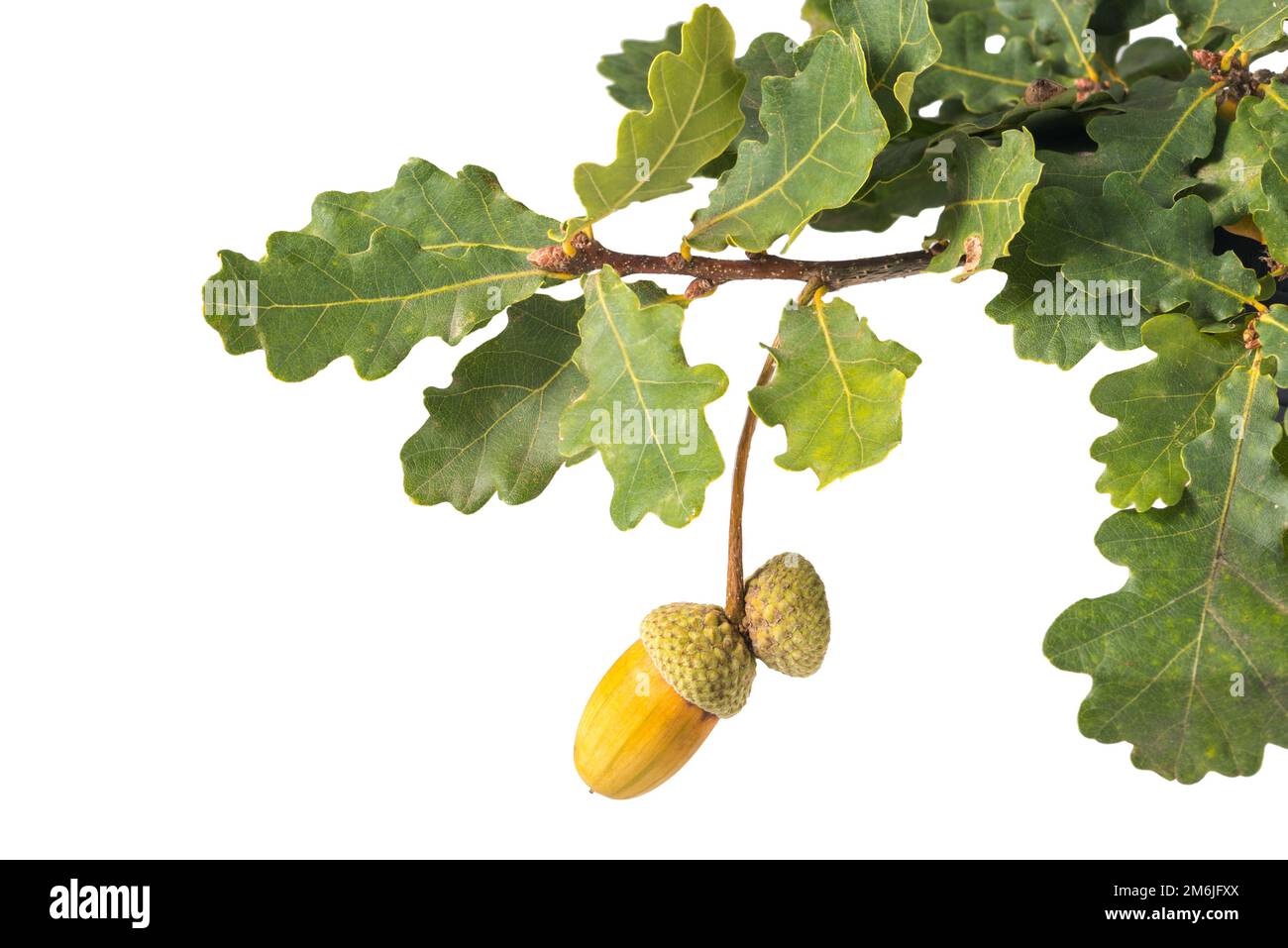 Acorn su ramo di quercia verde foglie sfondo bianco Foto Stock