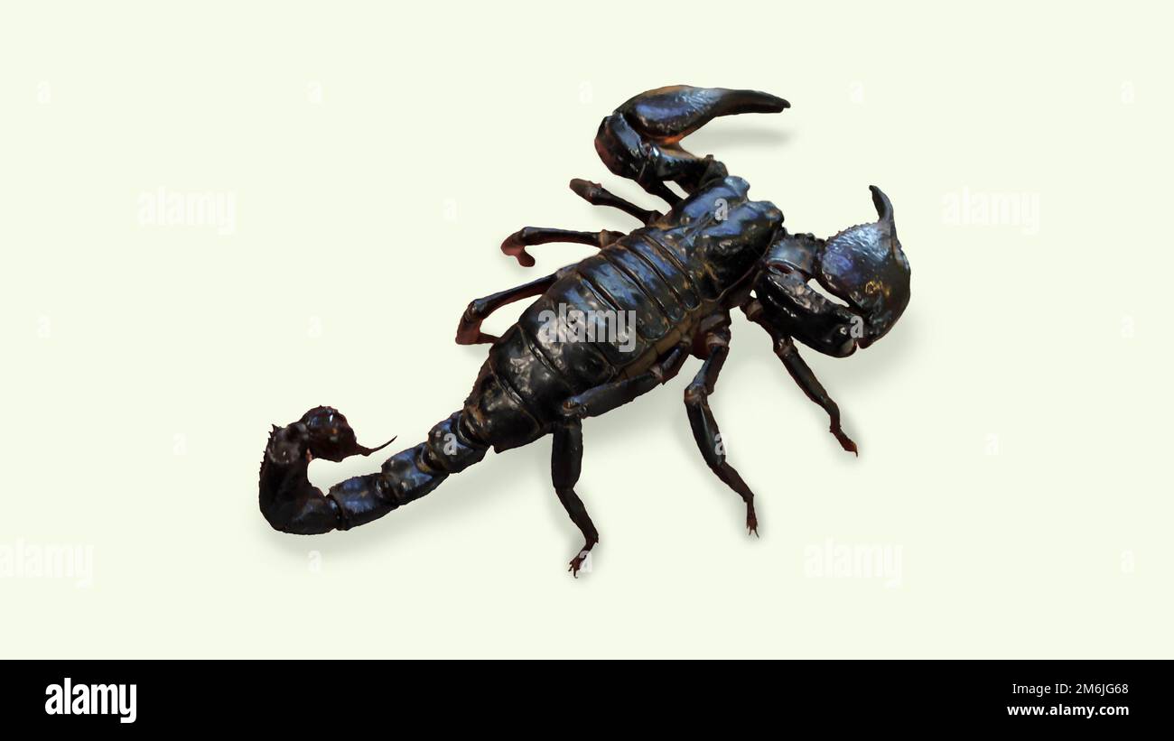 Primo piano di un innocuo scorpione thailandese. Foto Stock