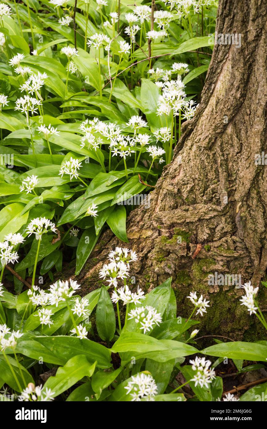 I caratteristici fiori bianchi di aglio selvatico Foto Stock