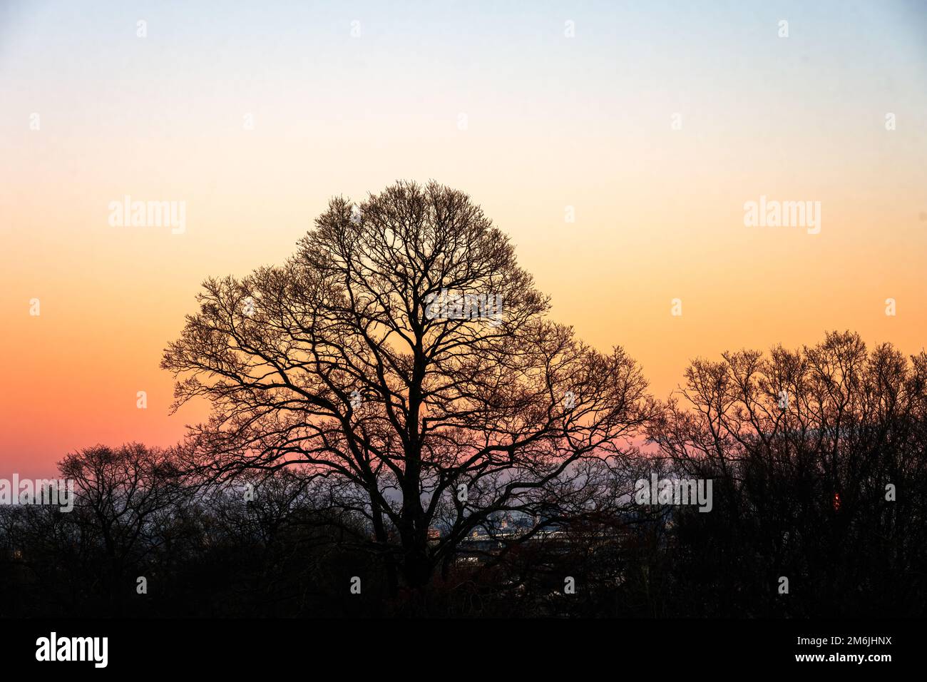 Silhouette di alberi senza foglie contro il tramonto in una serata invernale Foto Stock