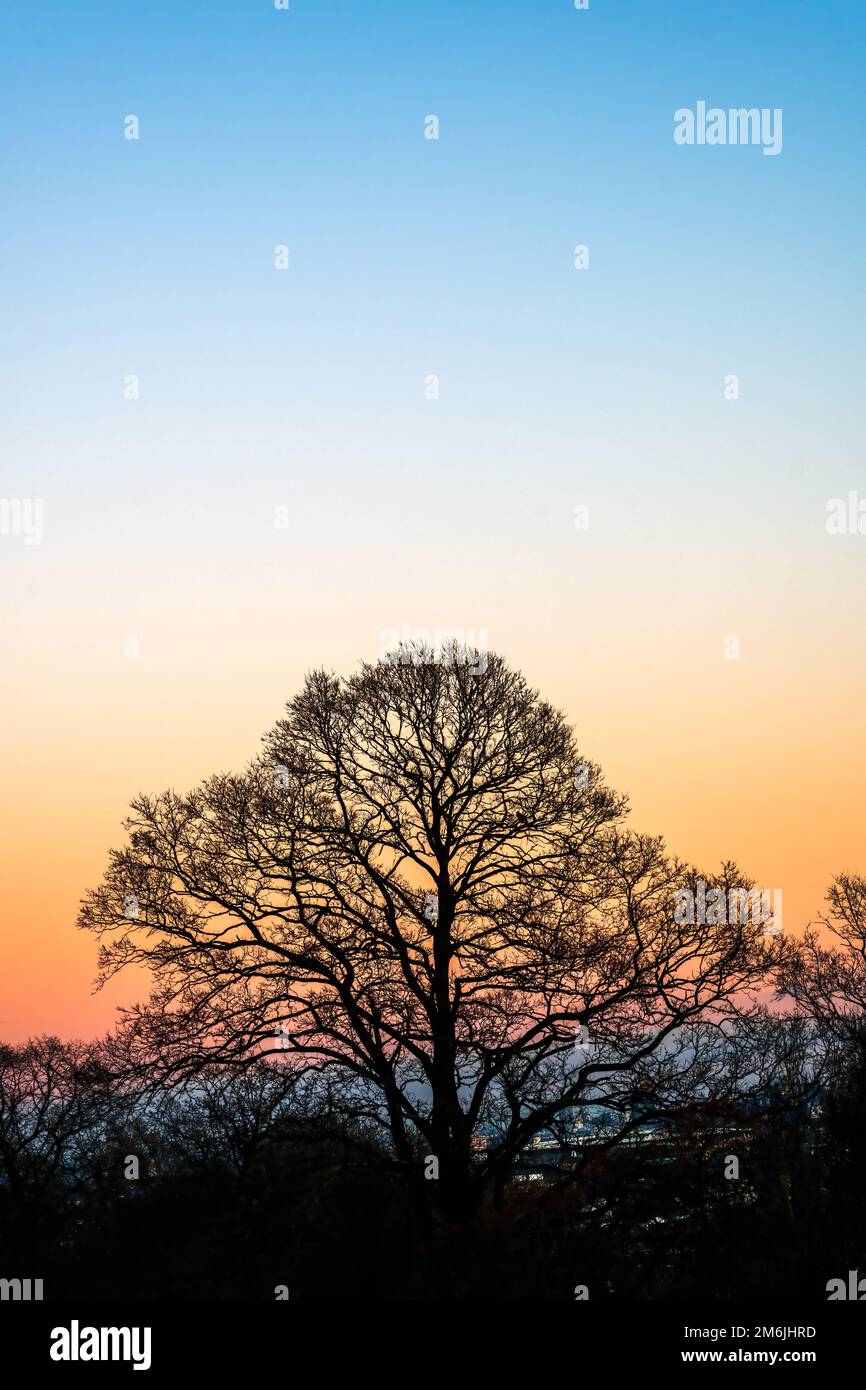 Silhouette di alberi senza foglie contro il tramonto in una serata invernale Foto Stock