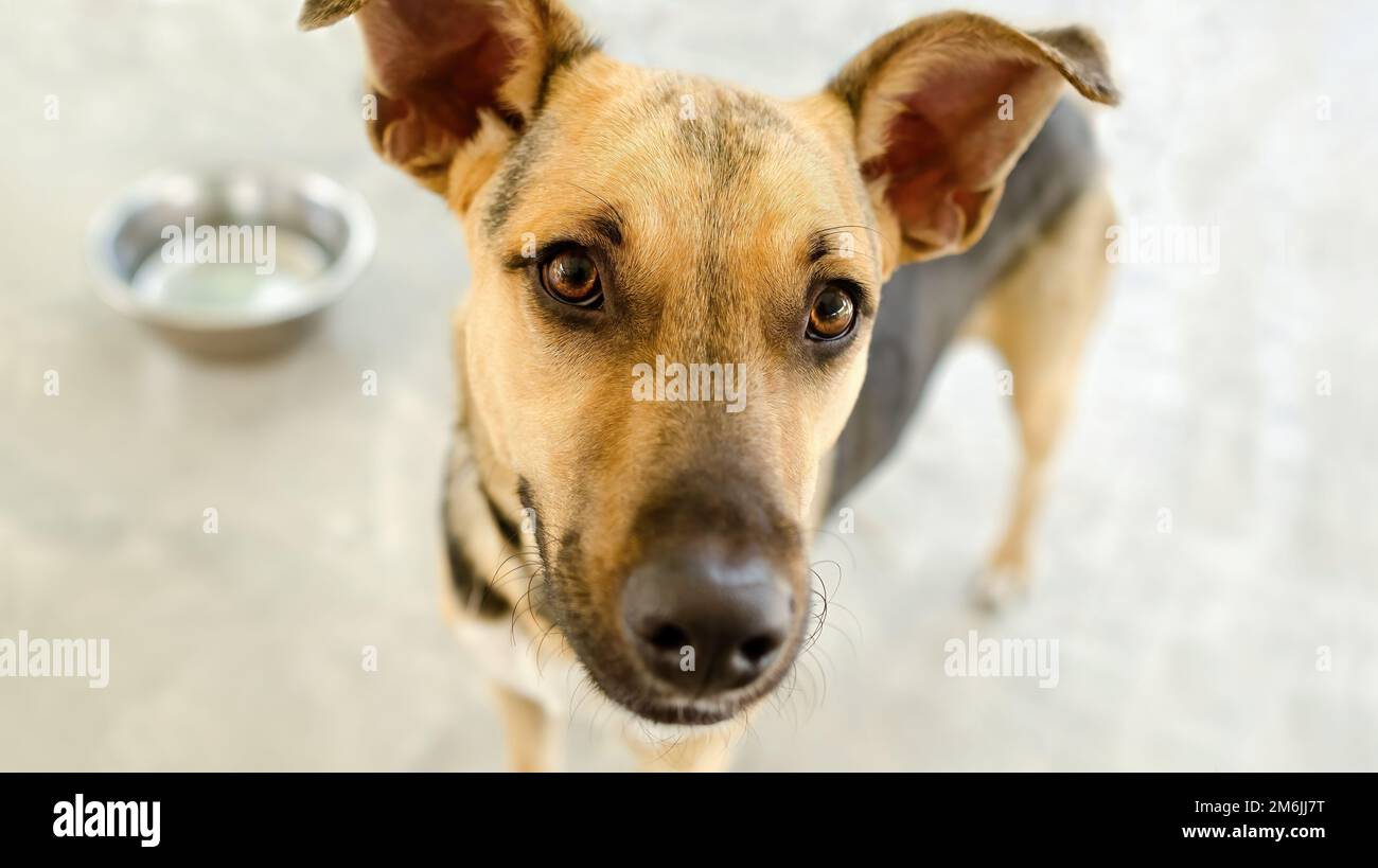 Un cane sta aspettando di mangiare con Una ciotola alimentare in background Foto Stock