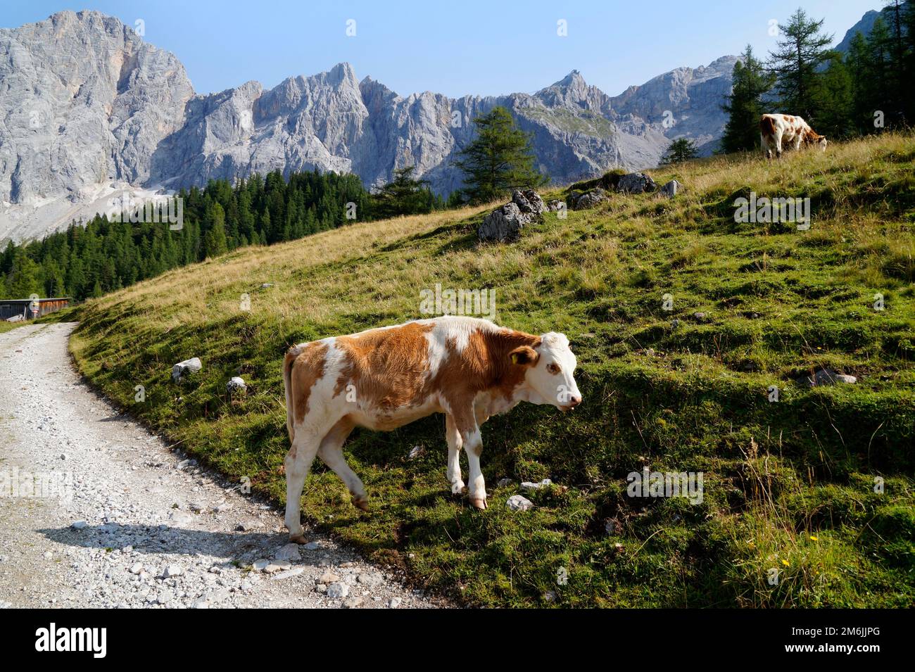 Pascolo delle mucche nella valle alpina ai piedi del monte Dachtein nelle Alpi austriache della regione di Schladming-Dachstein il giorno d'estate (Steiermark) Foto Stock