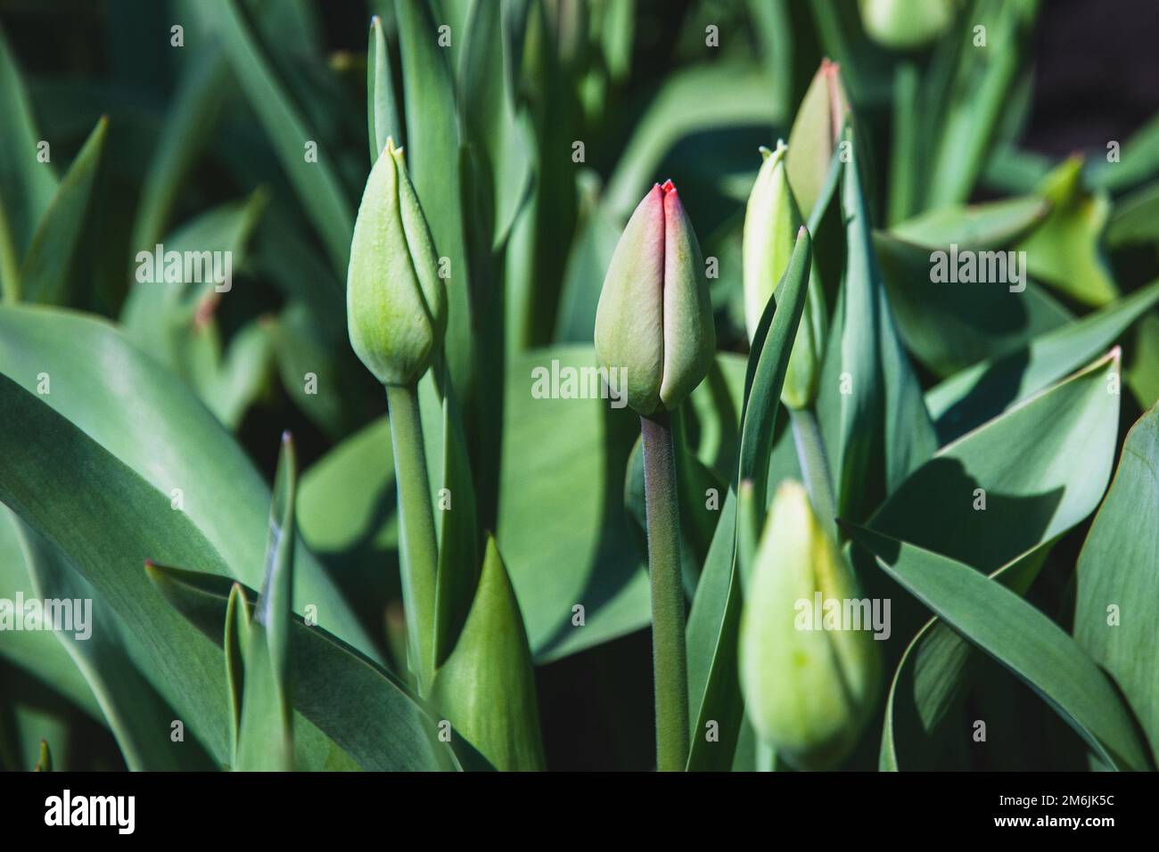 Tulipani verdi inaperti crescono in primavera giardino primo piano Foto Stock