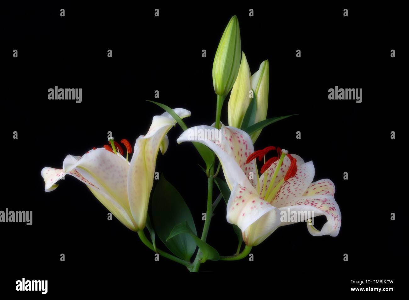 Sonata Lilies aginst sfondo nero Still Life Still Life Foto Stock