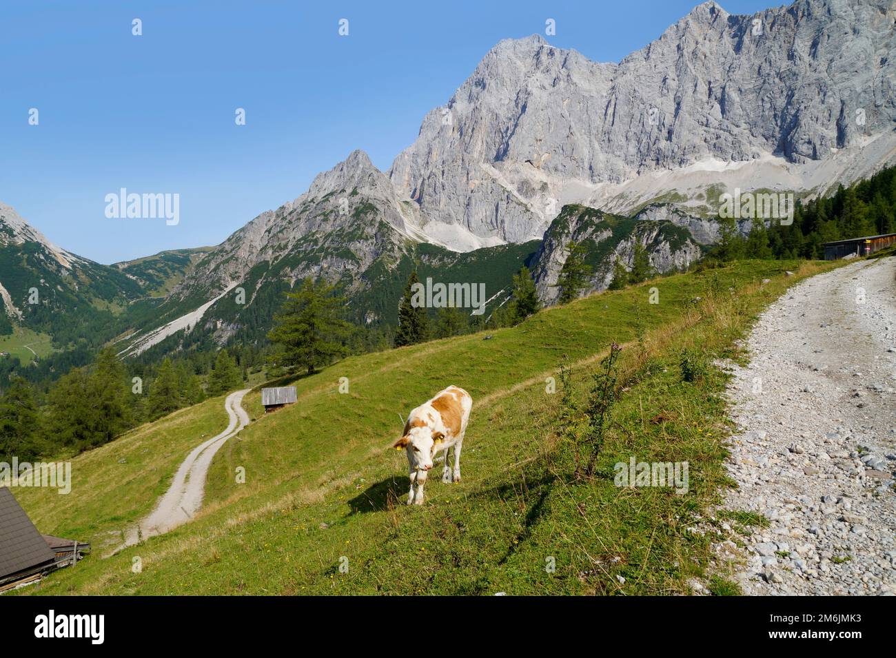 Pascolo delle mucche nella valle alpina ai piedi del monte Dachtein nelle Alpi austriache della regione di Schladming-Dachstein il giorno d'estate (Steiermark) Foto Stock