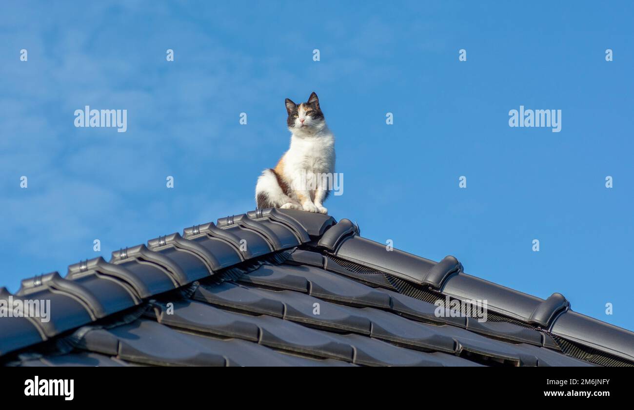Un gatto di tre colori seduto sulla parte superiore del tetto di tegole nere. Foto Stock