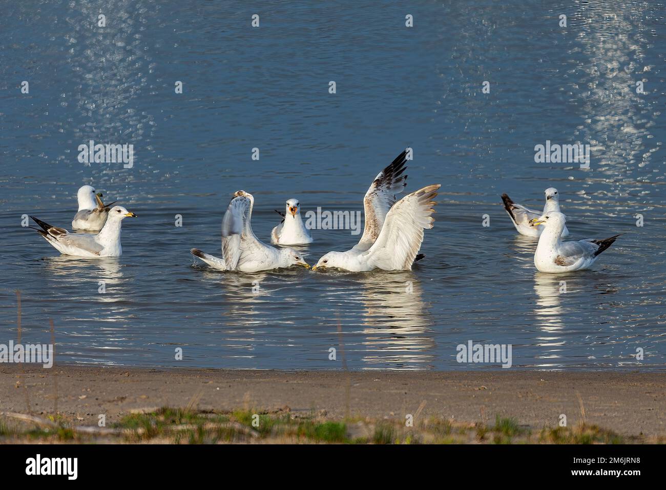 Seagull duello per un pesce morto. Foto Stock