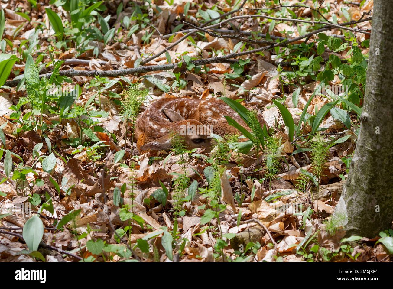 Il neonato cucciolo - cervo dalla coda bianca. Foto Stock