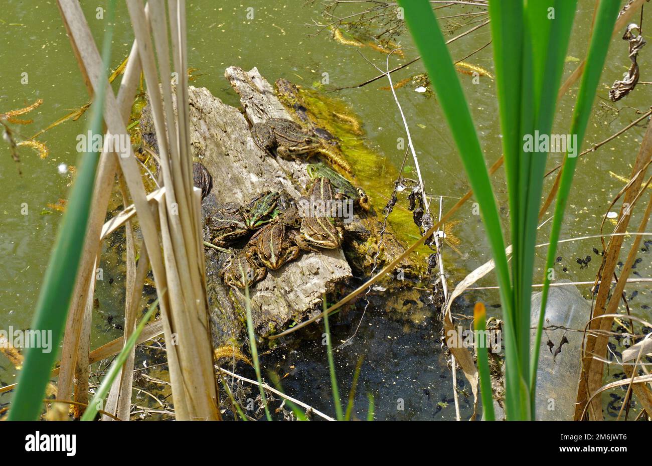 Rana comune d'acqua; prendere un bagno di sole su un pezzo di legno che galleggia nell'acqua, Foto Stock