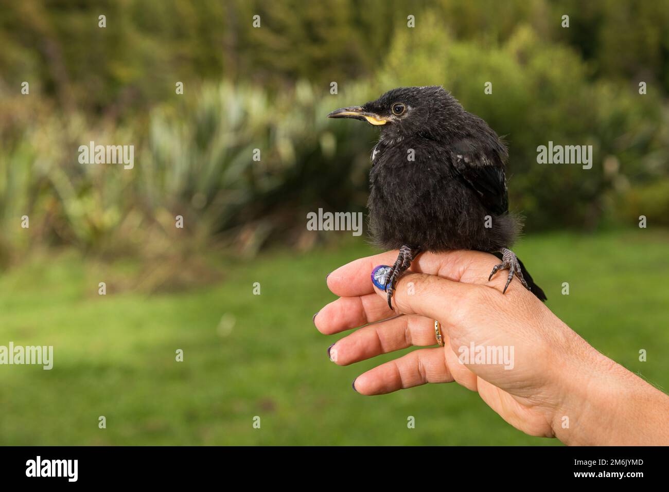 Un tui giovanile riabilitato che viene rilasciato al selvaggio Foto Stock