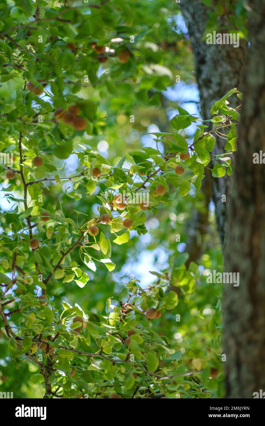 Guardando in su in un grande albero di Gingko con frutta matura abbondante Foto Stock