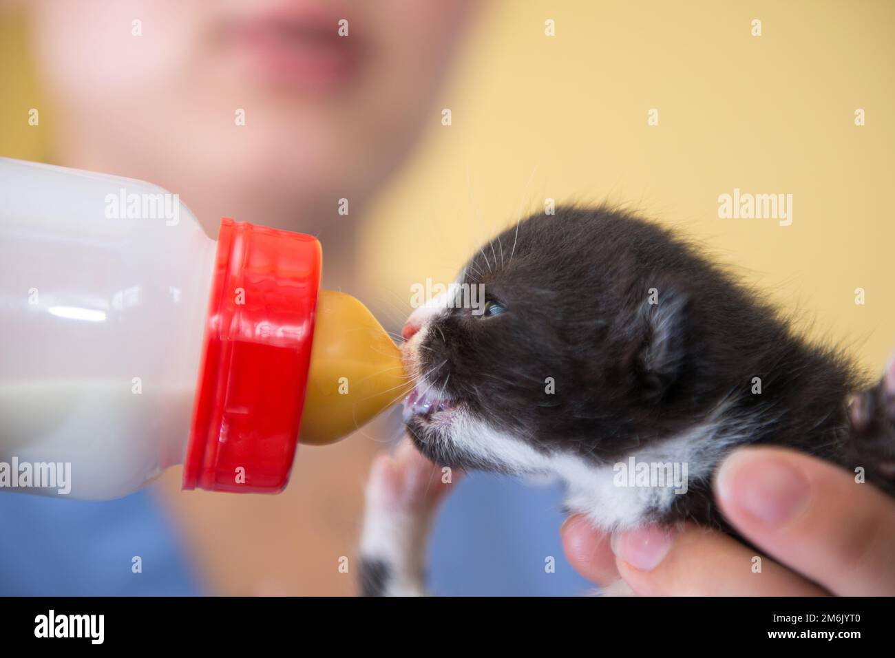 Un gattino di salvataggio orfano alimentato a mano da una bottiglia Foto Stock