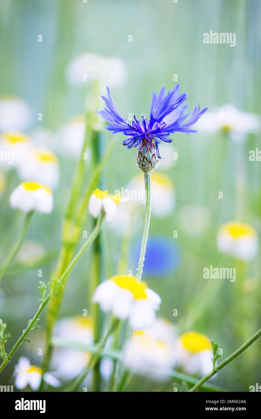 Bel fiore di mais blu con fiore di camomilla sfocato sullo sfondo, prato estivo Foto Stock