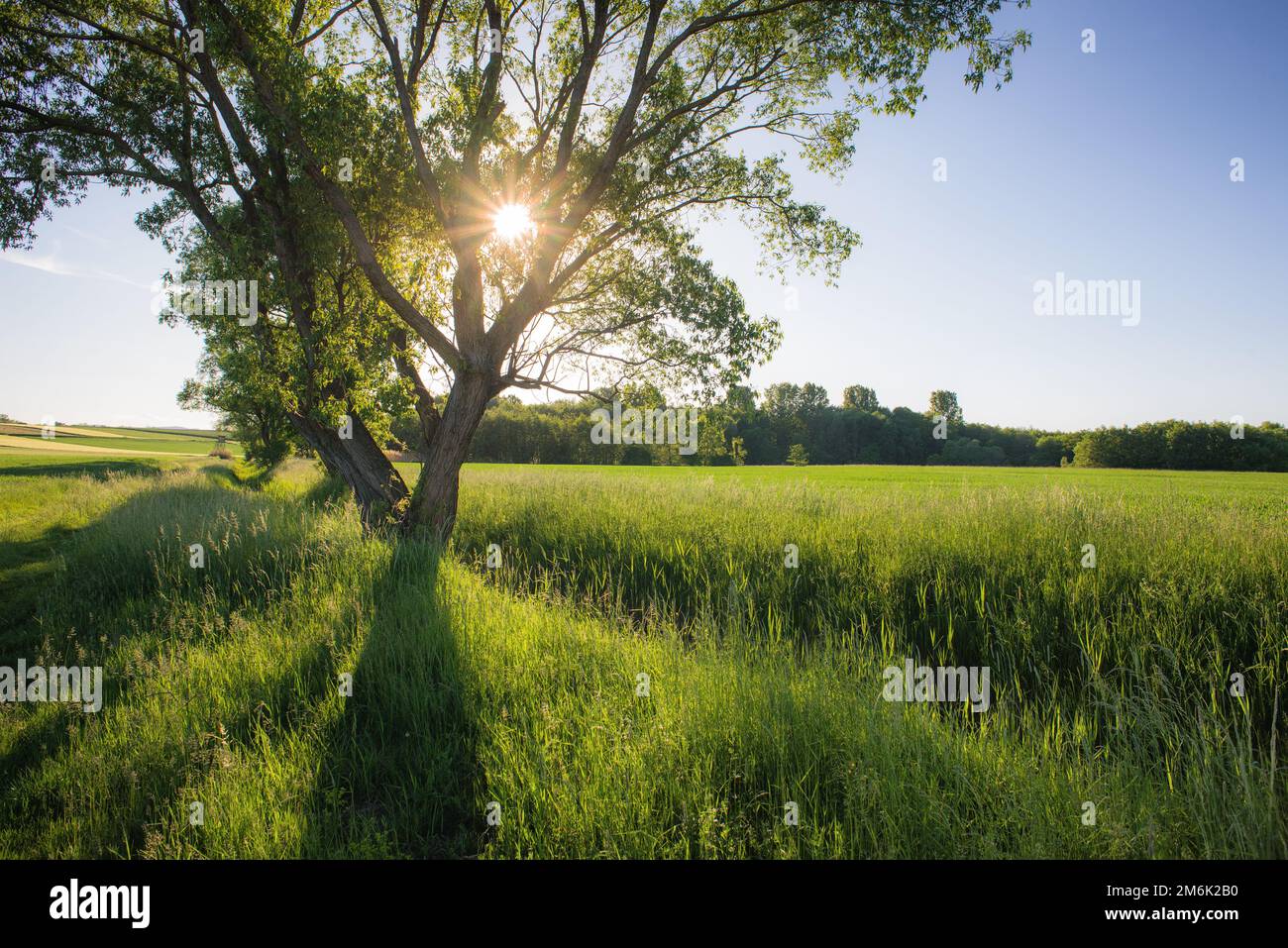 Piangendo salice albero contro bello cielo colorato e verde erba Foto Stock