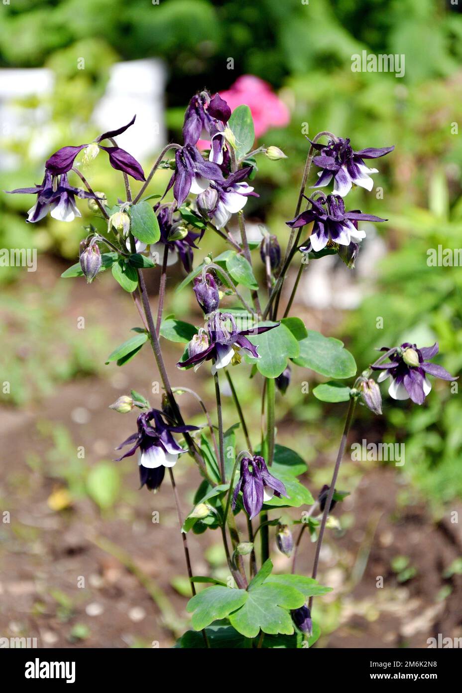 Fiore Aquilegia vulgaris (latino Aquilegia vulgaris) o bacino (Columbine, cappello di nonna) dentro Foto Stock