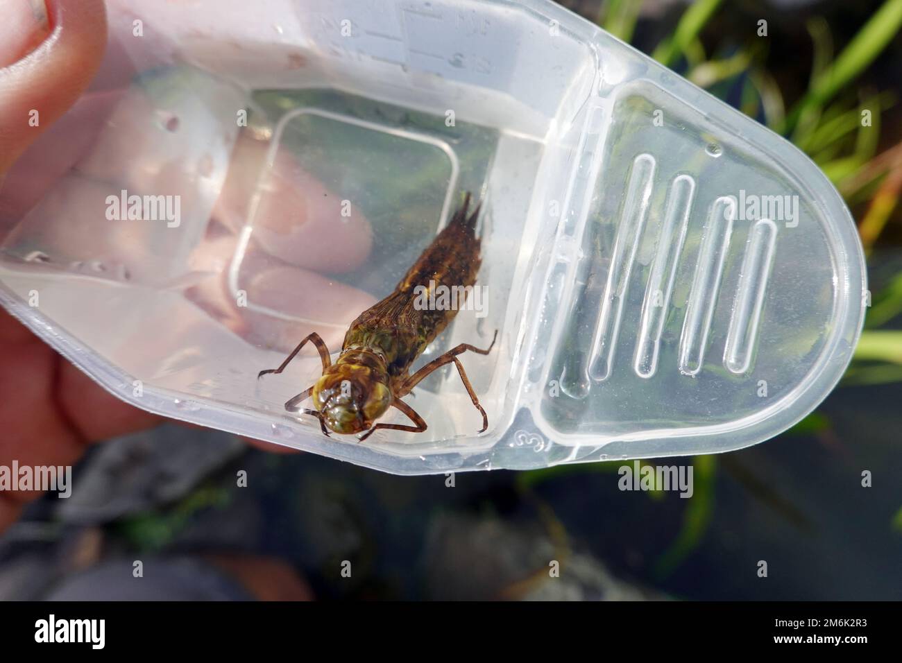 Dragonfly larva poco prima di covare in una ciotola di plastica Foto Stock