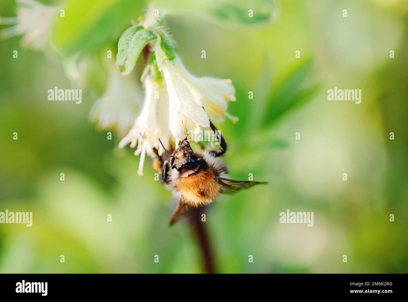 Bumblebee raccolta nettare da fiori di miele Sweetberry in primavera Foto Stock