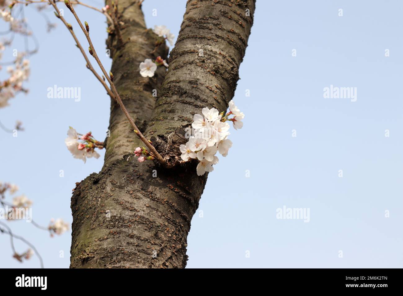 Fiore di ciliegio dalla colonna dell'albero. Immagine del festival dei fiori primaverili. Foto Stock