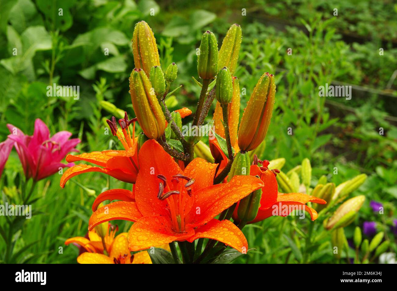 Bellissimi gigli fioriti Foto Stock