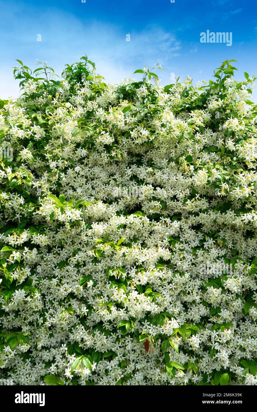 La siepe di gelsomino fiorisce in estate Foto Stock