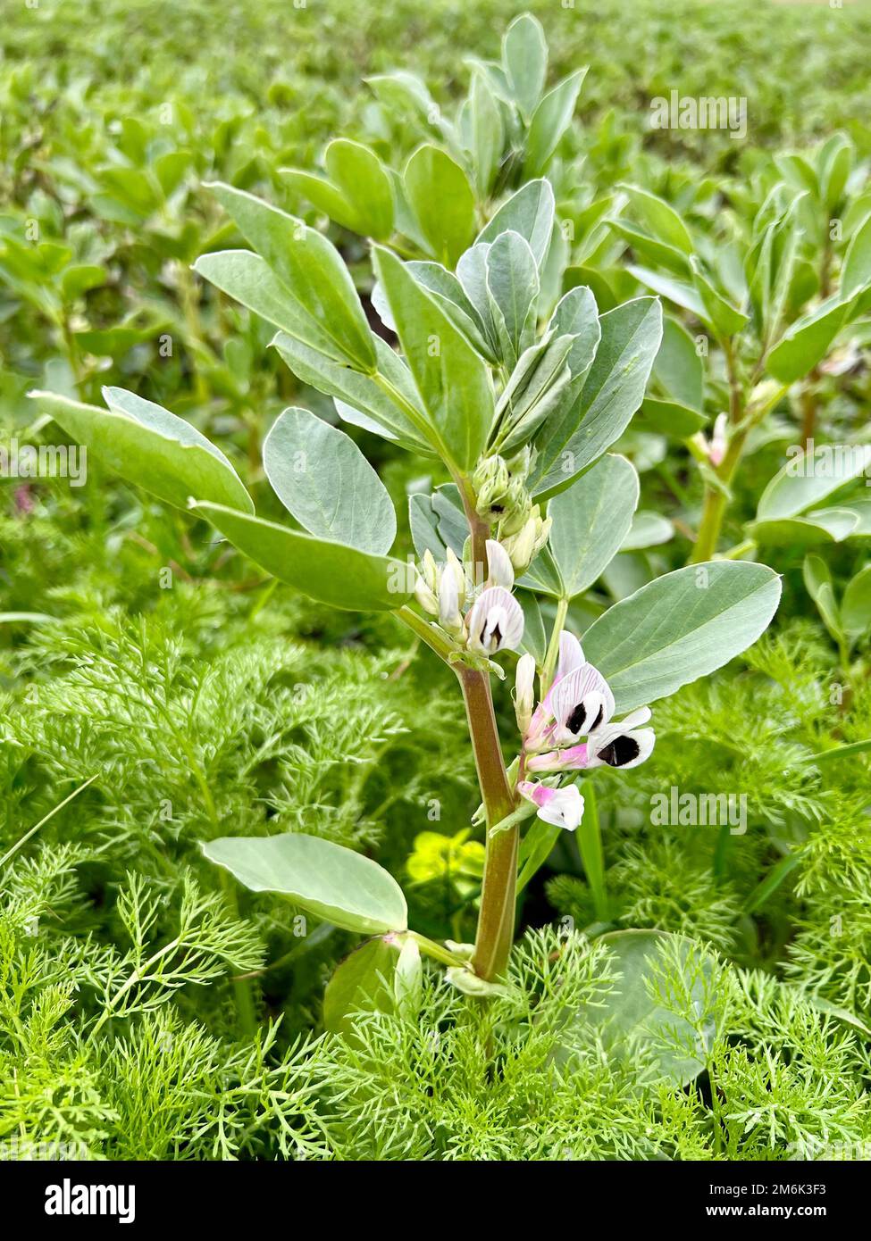 Fagiolo di Fava (Vicia faba) Foto Stock
