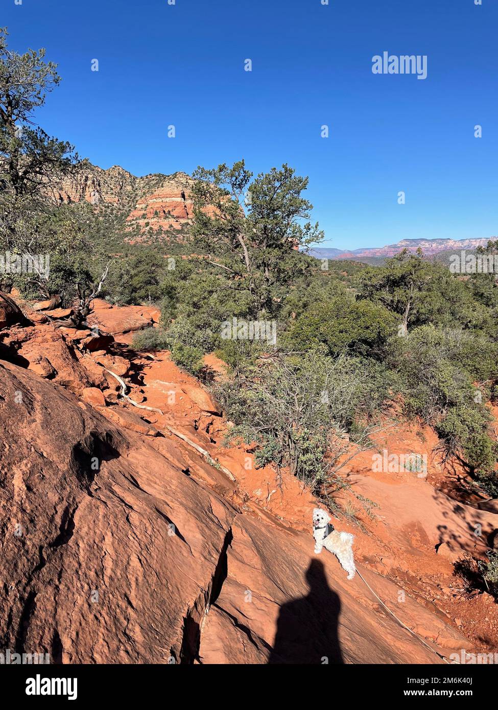 Deserto paesaggio escursioni sedona arizona scottsdale joshua albero bianco cane viaggio turismo avventura all'aperto natura strada viaggio Foto Stock