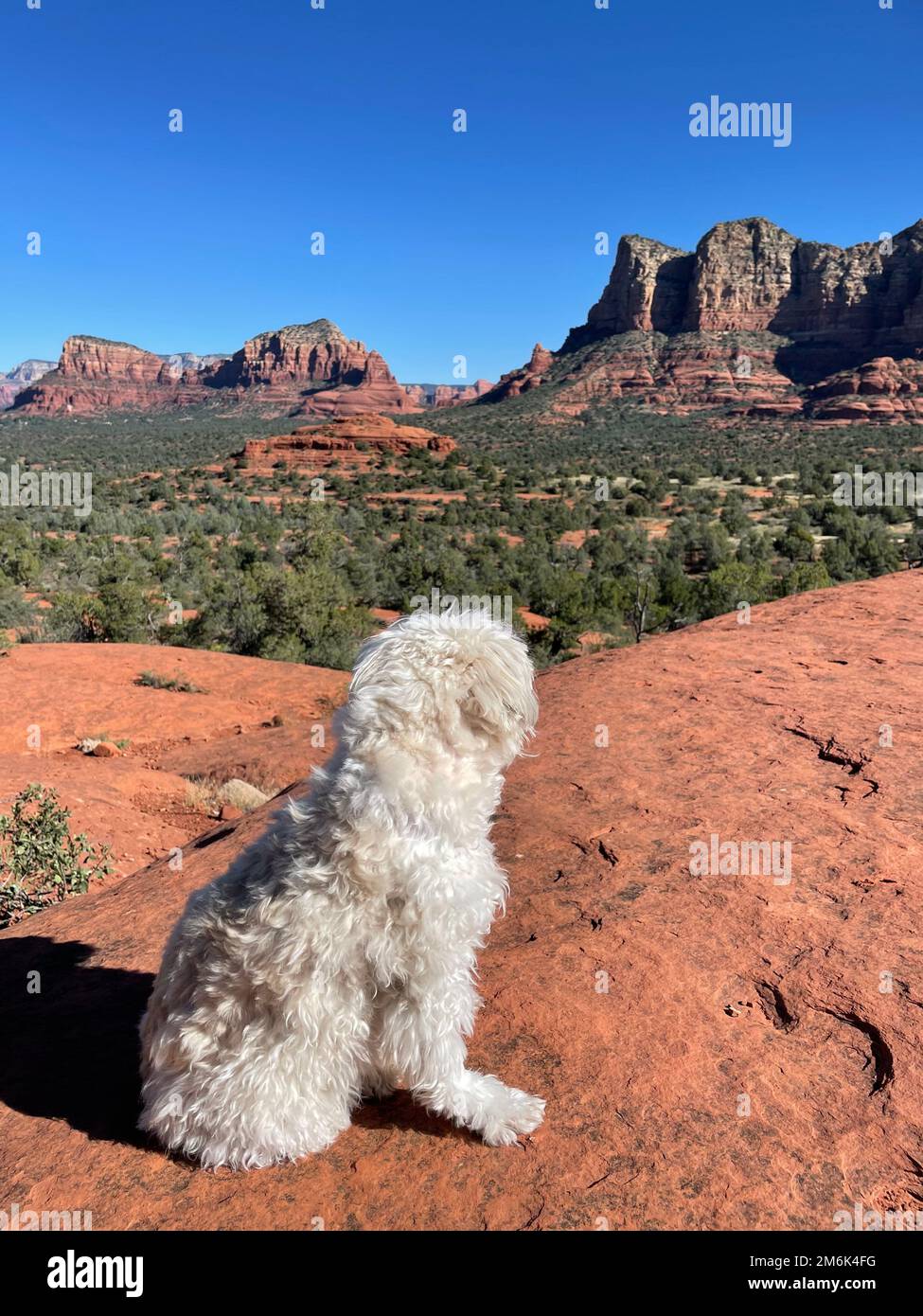 Deserto paesaggio escursioni sedona arizona scottsdale joshua albero bianco cane viaggio turismo avventura all'aperto natura strada viaggio Foto Stock