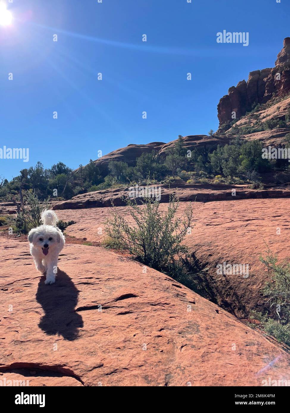 Deserto paesaggio escursioni sedona arizona scottsdale joshua albero bianco cane viaggio turismo avventura all'aperto natura strada viaggio Foto Stock