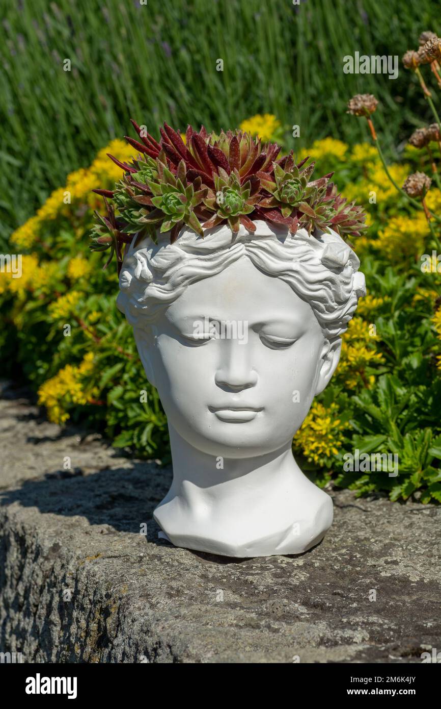 Piantatrice di busto Venere senza Dio fatta di intonaco con Houseleek crescente o Sempervivum. Foto Stock