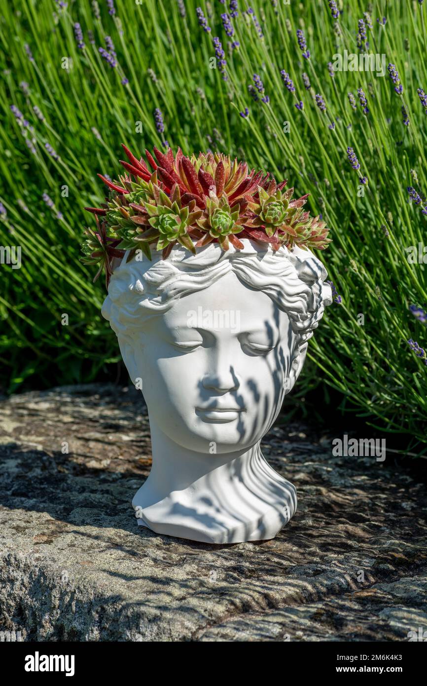 Piantatrice di busto Venere senza Dio fatta di intonaco con Houseleek crescente o Sempervivum. Foto Stock