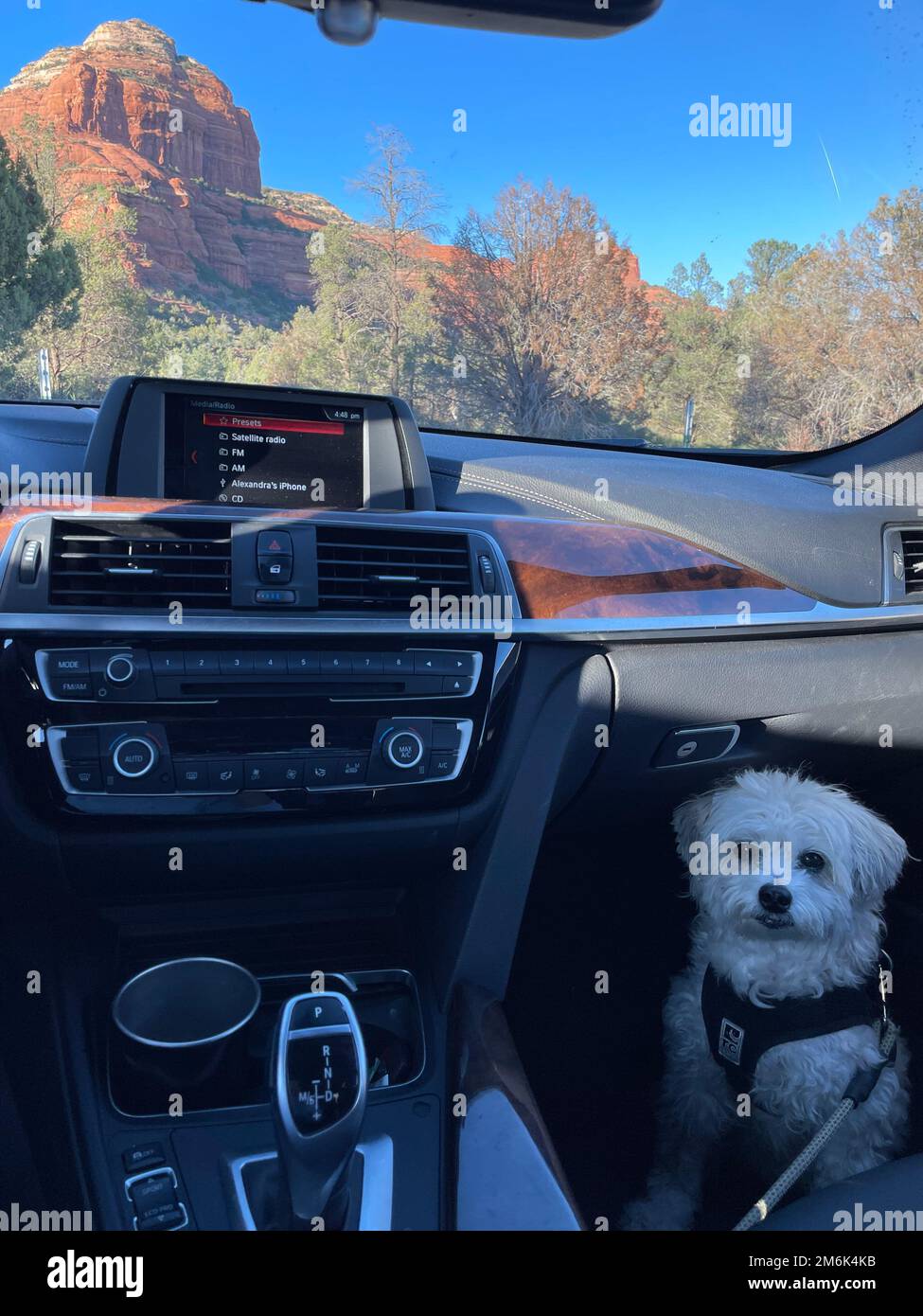 Deserto paesaggio escursioni sedona arizona scottsdale joshua albero bianco cane viaggio turismo avventura all'aperto natura strada viaggio Foto Stock