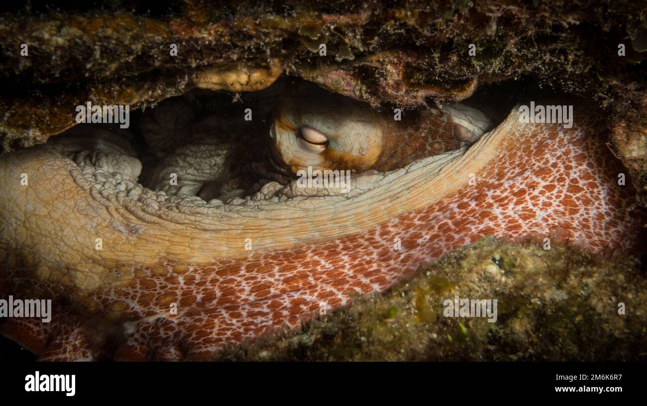Il polpo della barriera corallina si nasconde all'isola olandese dei Caraibi di Sint Maarten Foto Stock