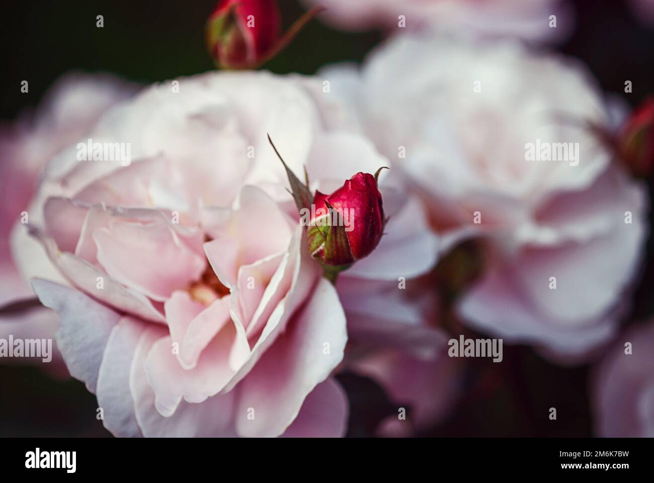Rose rosa in giardino, bellissimi fiori per sfondo floreale Foto Stock