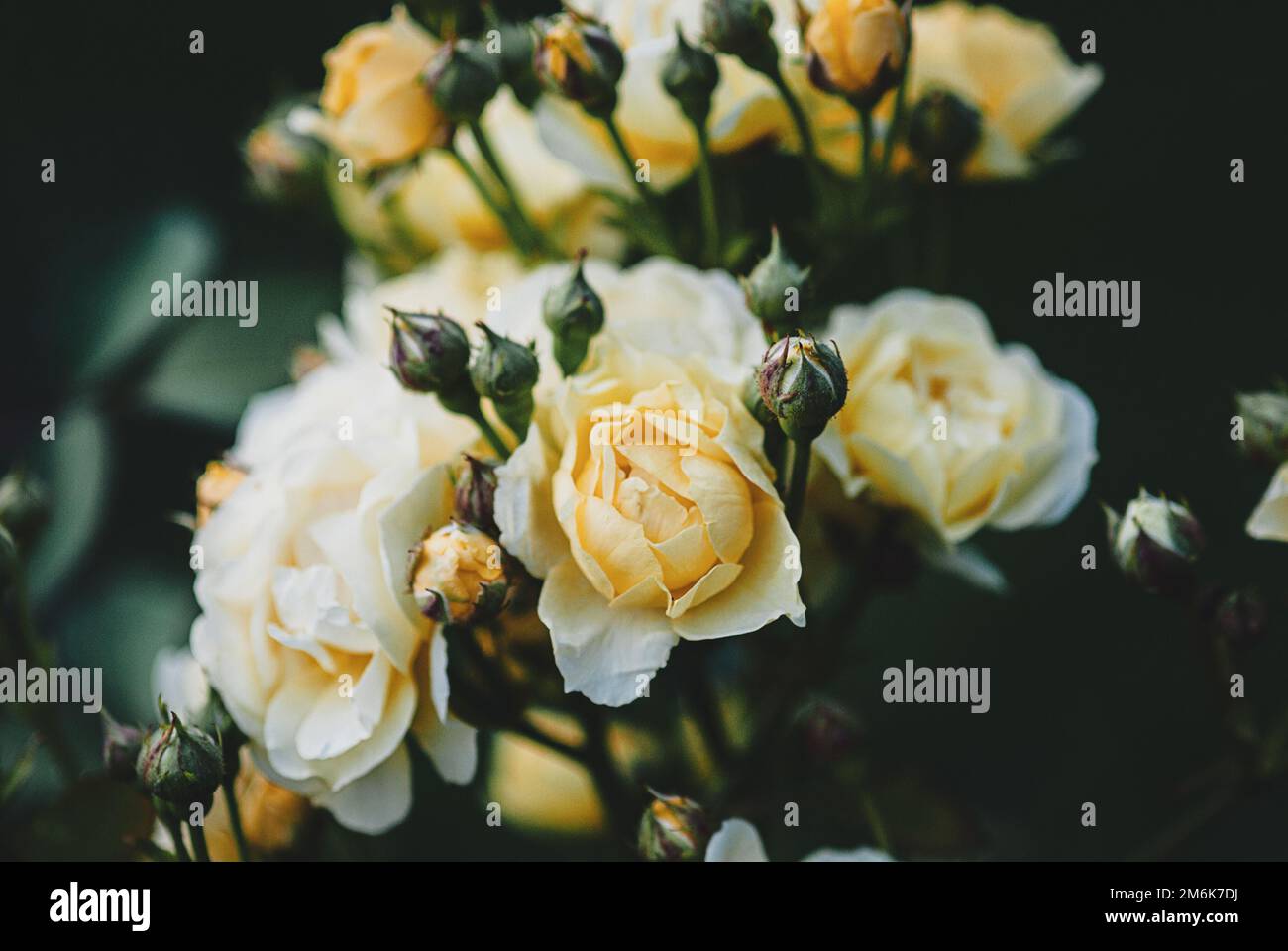 Rose gialle nel giardino della sera, bei fiori estivi, sfondo floreale moody Foto Stock