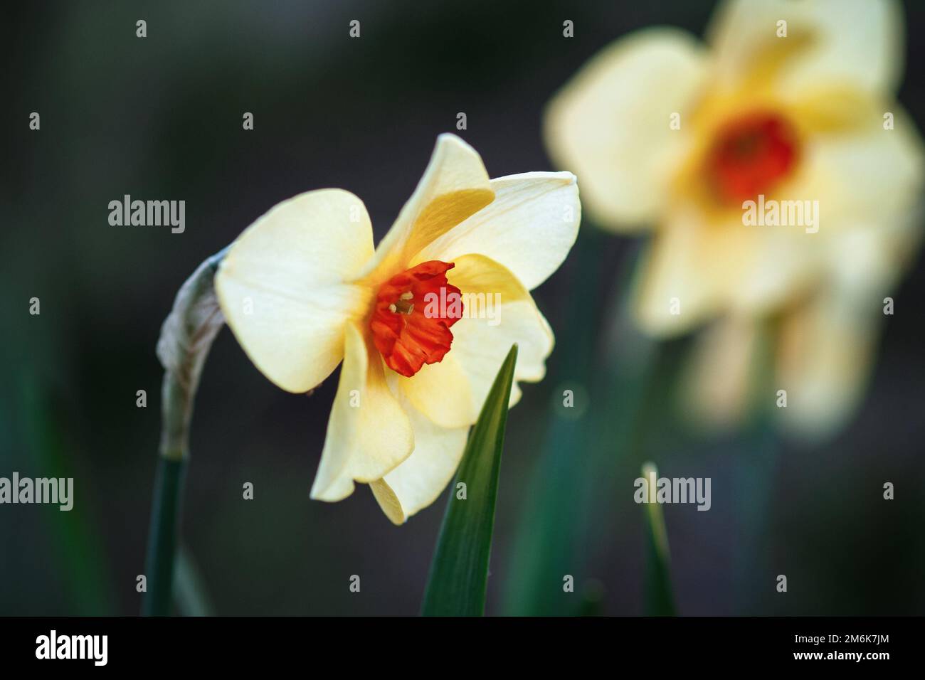 Bunchflower daffodil, Narcissus tazzetta fiori in primavera giardino Foto Stock