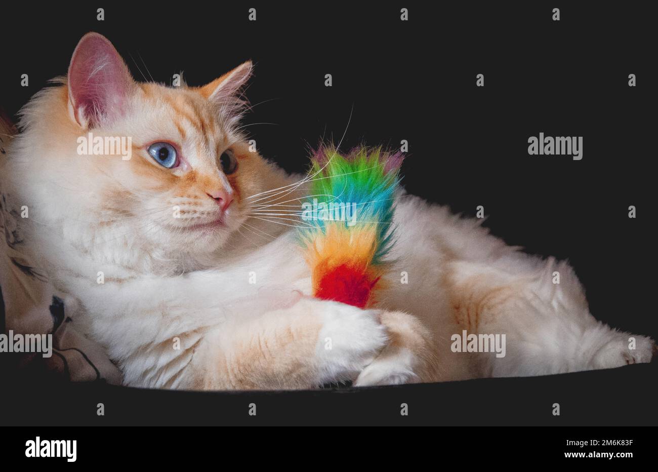 Ragdoll flamepoint gatto Foto Stock