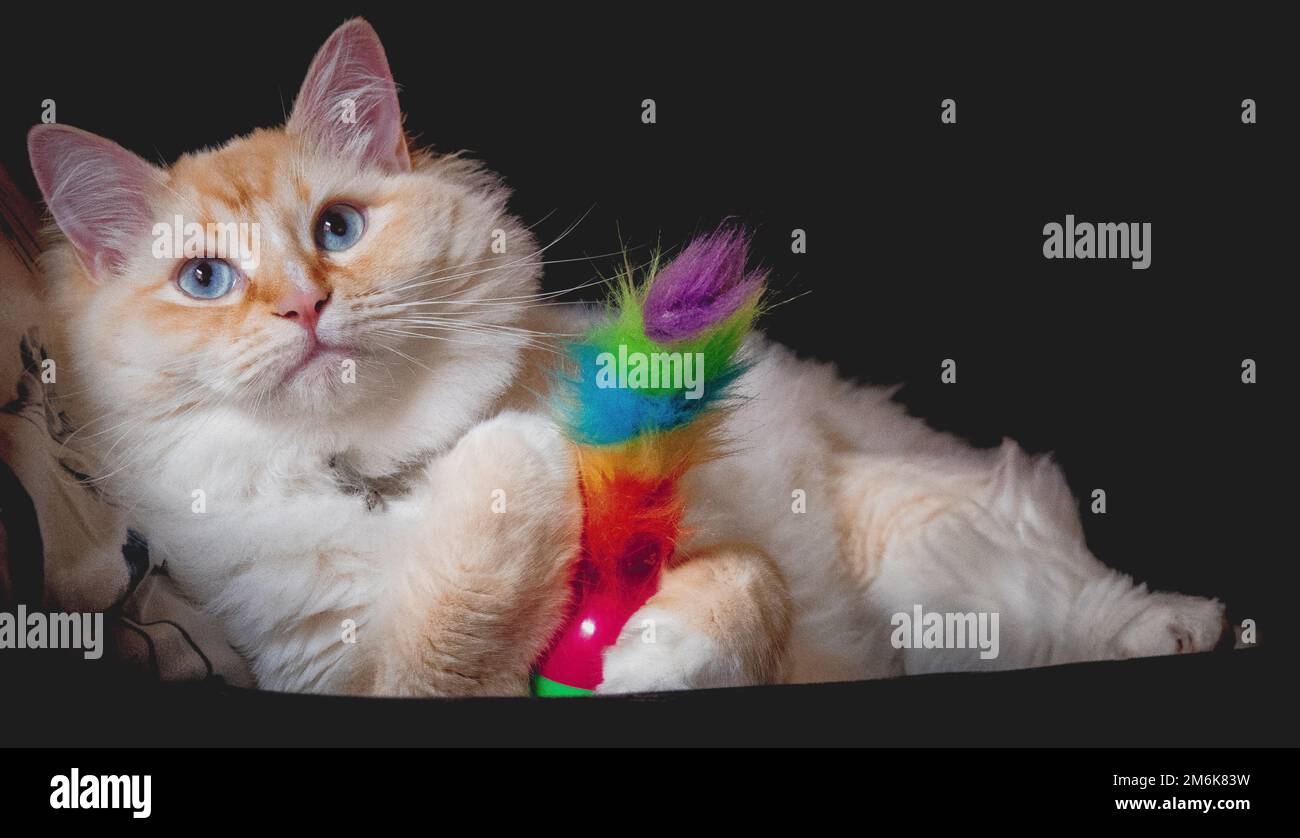 Ragdoll flamepoint gatto Foto Stock