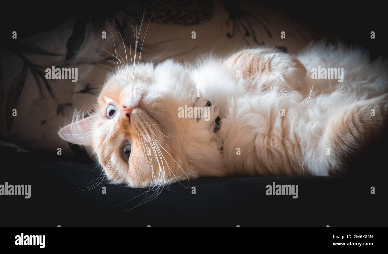 Ragdoll flamepoint gatto Foto Stock