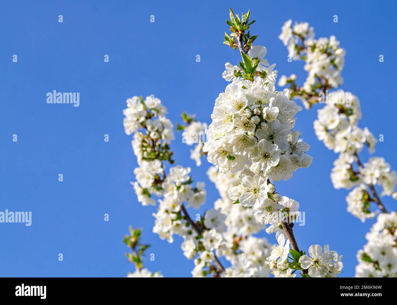 Logbuch-Verlag 6 Piccoli vasi Fiori rustici Marittimo Pesce Blu Bianco
