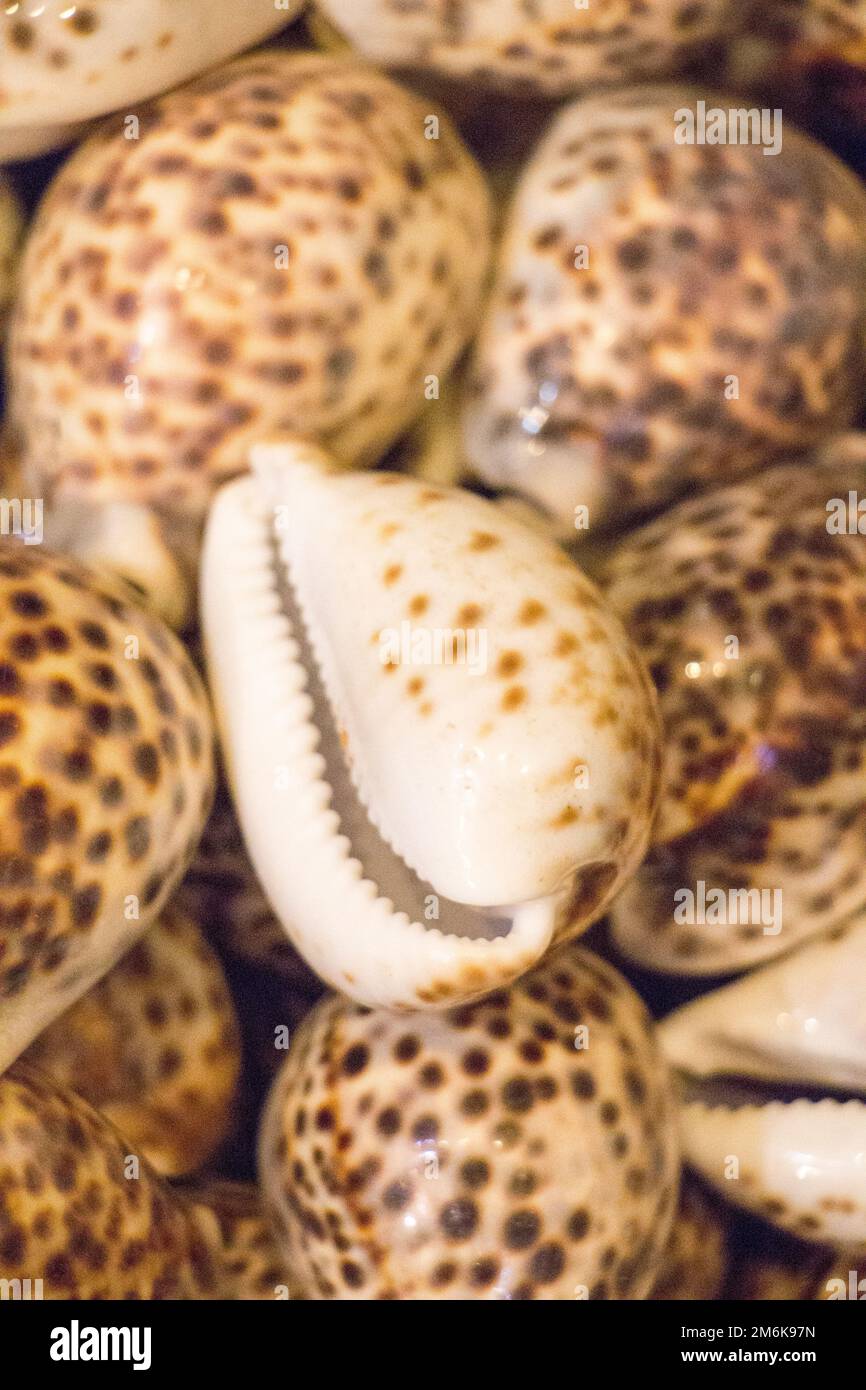 Stesso tipo di conchiglie di mare raccolte Foto Stock