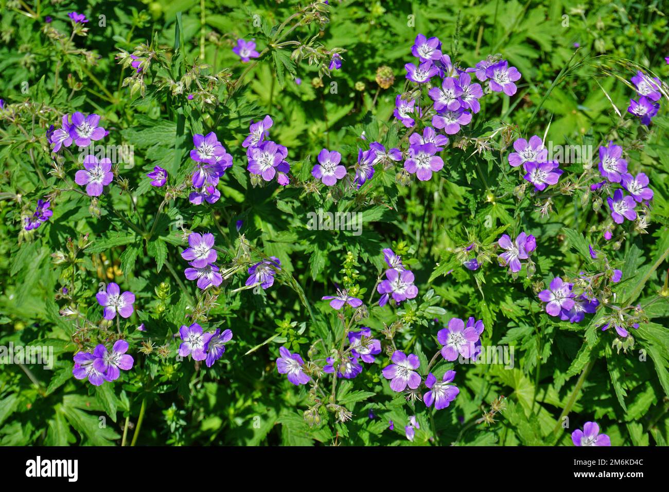 Twood cranesbill; geranio del bosco; Geranium sylvaticum Foto Stock