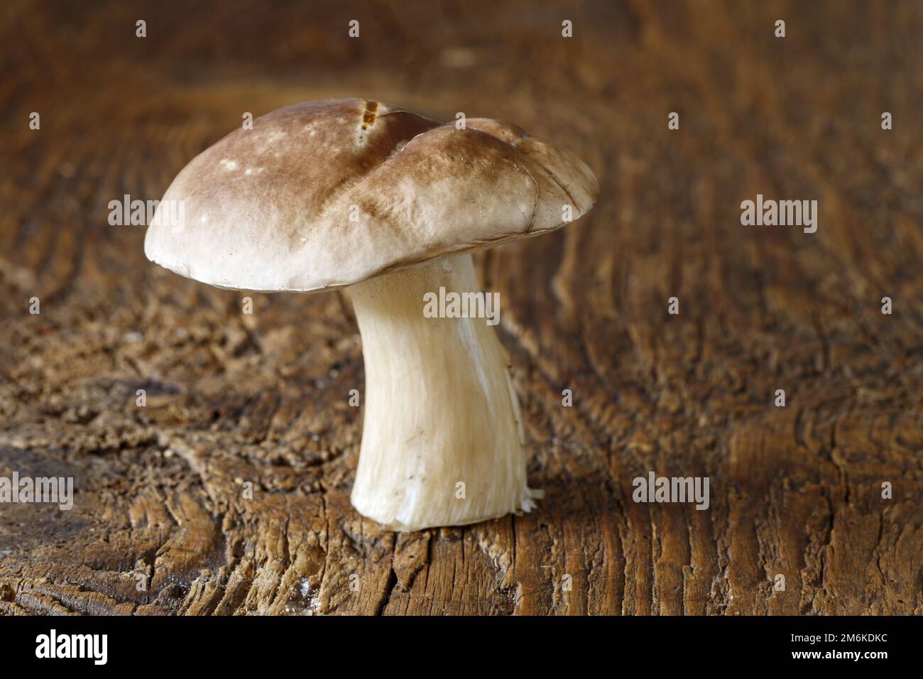 Funghi porcini freschi su legno Foto Stock