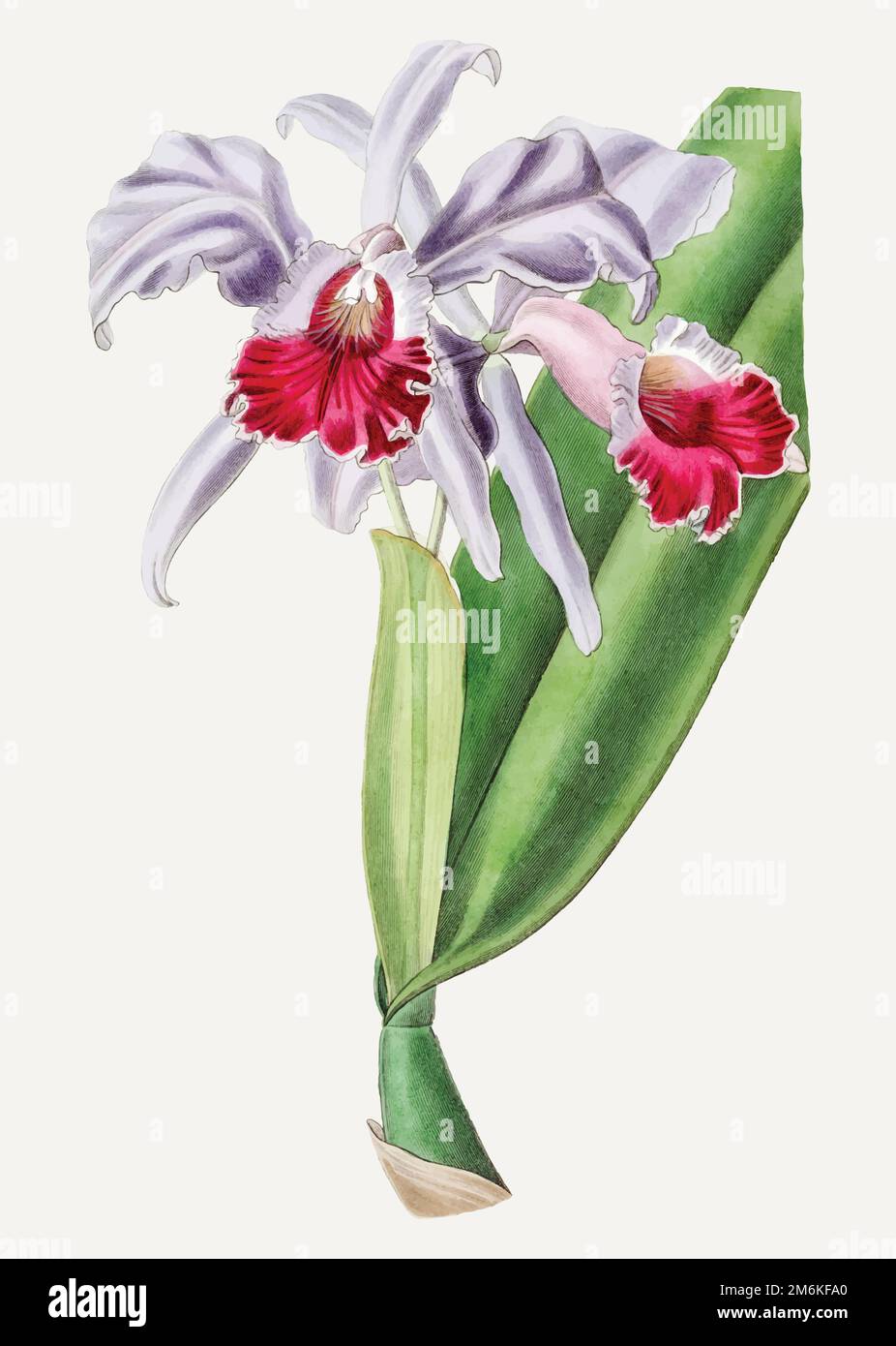 Rametto vintage di fiori di cattleya con labbro cremisi per decorazione Illustrazione Vettoriale
