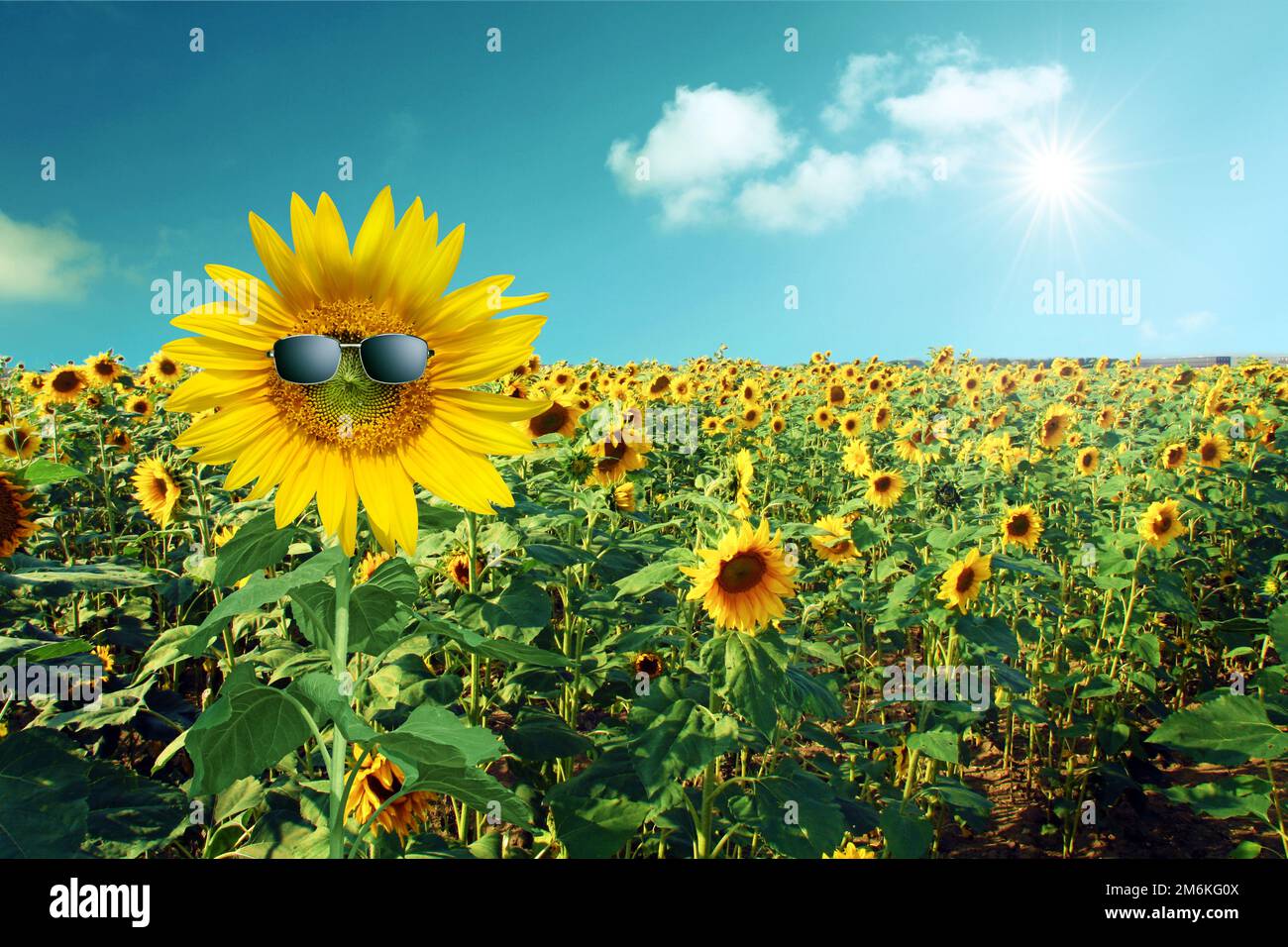 Girasole divertente con occhiali da sole su un cielo blu Foto Stock
