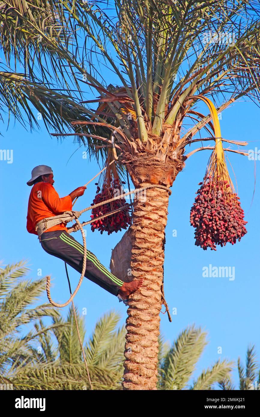 L'uomo raccoglie le date sulla palma. Gli operai raccolgono le date che crescono sulla palma Foto Stock