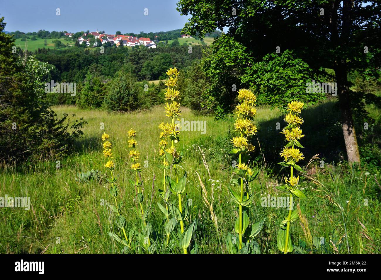 Radice amara; bitterwort; sulle alpi svevi vicino Beuren, Germania Foto Stock